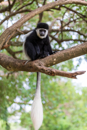 Mantled guereza (Colobus guereza), monkey known simply as the guereza, the eastern black-and-white...