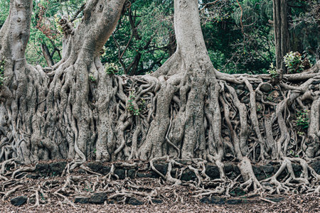 Tangle of massive roots in Royal Enclosure Fasil Ghebbi Fasilides Bath - Fasilides Swimming Pool....
