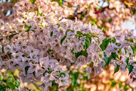 Bougainvillea buttiana, flowering plant, a garden hybrid of flowers Bougainvillea glabra and Bougainvillea peruviana. Barichara Santander department, Colombiaの写真素材