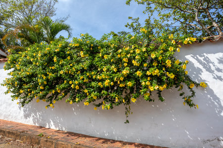 Allamanda schottii flower, commonly known as bush allamanda, is a shrub of the genus Allamanda in the family Apocynaceae. Santander Department, Colombiaの写真素材