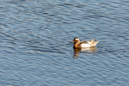 Male of Garganey (Spatula querquedula), small dabbling duck. It breeds in much of Europe. European bird wildlife, Czech Republicの写真素材