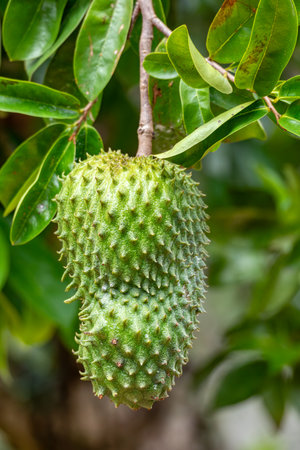 Soursop, called graviola, guyabano and in Latin America guanabana. Fruit of Annona muricata, a broadleaf, flowering, evergreen tree. Magdalena department, Colombiaの写真素材