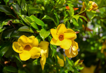 Allamanda schottii flower, commonly known as bush allamanda, is a shrub of the genus Allamanda in the family Apocynaceae. Santander Department, Colombiaの写真素材
