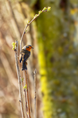Small songbird European Robin (Erithacus rubecula). Red Breast perched on tree in spring time. European bird wildlife, Czech republicの写真素材