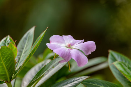Impatiens sodenii, species of flowering plant in the family Balsaminaceae known by the common names poor man's rhododendron, Olivers touch-me-not, and shrub balsam. Cundinamarca Department, Colombiaの写真素材