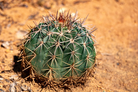 Melocactus curvispinus, known as the Turks cap cactus, or Popes head cactus. La Guajira department, Colombiaの写真素材
