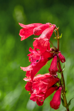 Penstemon hartwegii, common flower name Hartwegs beardtongue, species of flowering perennial herb in the plantain family. Guasca, Cundinamarca Department, Colombiaの写真素材