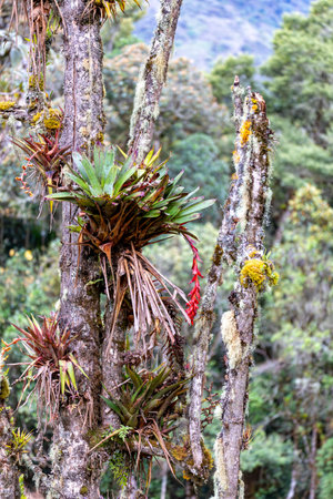 Tillandsia fendleri, species of flowering plant in the genus Tillandsia. Cundinamarca Department,...