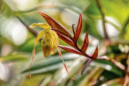 Phragmipedium longifolium, flower species of orchid. Herb found natively in the coastal and Andean regions. Magdalena department, Colombiaの写真素材