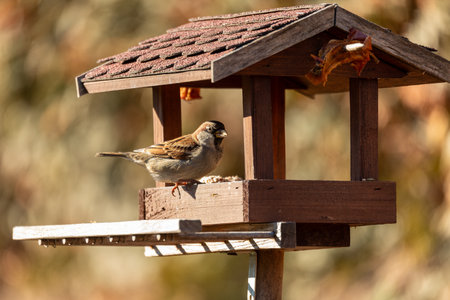 House sparrow (Passer domesticus) in bird feeder in winter garden, bird of the sparrow family Passeridae. European bird wildlife, Czech Republicの写真素材