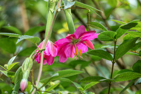 Passiflora tripartita, called curuba, tumbo, curuba de Castilla and tumbo serrano, flower species of Passiflora. Cundinamarca Department, Colombiaの写真素材