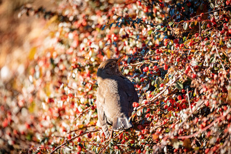 Male of Common blackbird, Turdus merula, on berry of Cotoneaster plant in winter garden without snow. European bird wildlife, Czech republicの写真素材