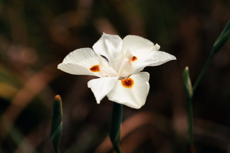 Dietes bicolor, the African iris, fortnight lily or yellow wild iris flower. Clump-forming...