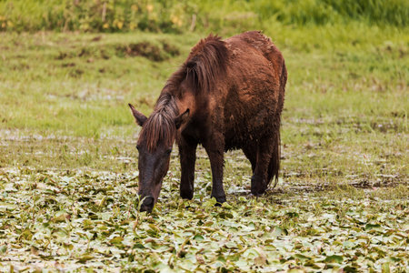 Emaciated horse searches for food in Amhara wetland, highlighting the region's harsh realities. Amhara Region, Ethiopiaの写真素材