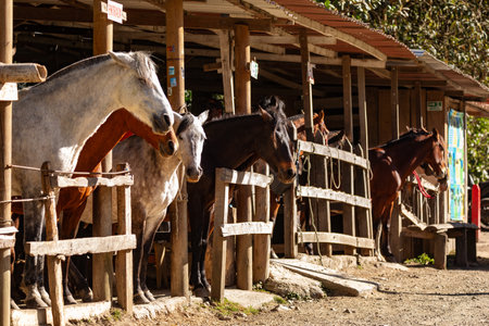 Horse station in entertainment center in Valle del Cocora Valley with tall wax palm trees. Salento, Quindio department. Colombia travel destination.の写真素材