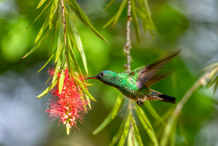 Indigo-capped hummingbird (Saucerottia cyanifrons) is a species of hummingbird in the emeralds,...