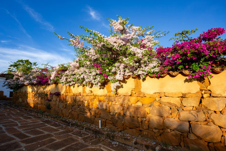 Bougainvillea buttiana, flowering plant, a garden hybrid of flowers Bougainvillea glabra and...