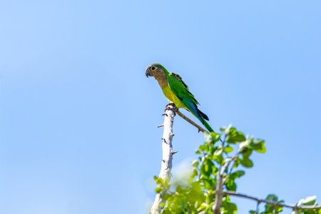 Brown-throated parakeet (Eupsittula pertinax), also known as the St. Thomas conure or brown-throated conure in aviculture. La Guajira department. Wildlife and birdwatching in Colombia.の写真素材