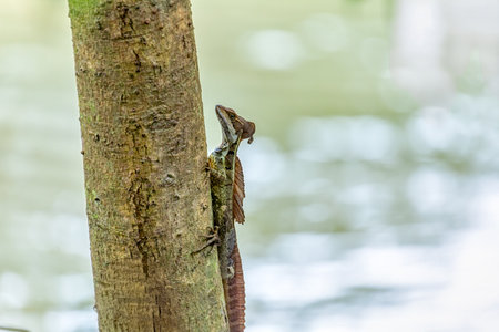 Brown basilisk (Basiliscus vittatus), striped basilisk or common basilisk, species of lizard in the family Corytophanidae. Tayrona National Park, Magdalena department. Colombia wildlife.の写真素材