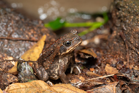Rhinella horribilis, cane toad or giant toad living in Mesoamerica and north-western South America. Tayrona National Park, Magdalena department. Colombia wildlife.の写真素材
