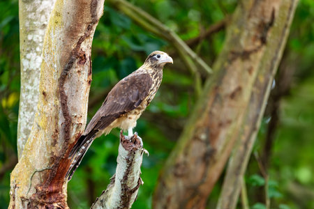 Yellow-headed caracara (Milvago chimachima or Daptrius chimachima) is a bird of prey in the family Falconidae. Tayrona National Park, Magdalena department., Wildlife and birdwatching in Colombia.の写真素材