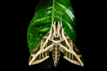Eumorpha vitis, known as the vine sphinx, beautiful moth of the family Sphingidae. Tayrona National Park, Magdalena department. Colombia wildlife.の写真素材