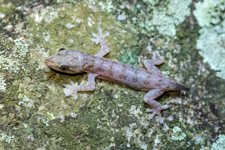Hemidactylus, genus of the common nocturnal gecko family, Gekkonidae. Animal tailless, after a predator attack. Tayrona National Park, Magdalena department. Colombia wildlife.の写真素材