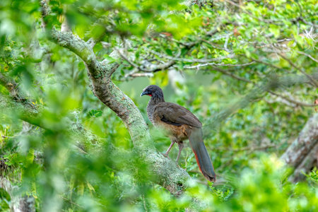 Colombian chachalaca (Ortalis columbiana), species of bird in the family Cracidae. Endemic to inter-Andean valleys in Colombia. Barichara, Santander department. Wildlife and birdwatching.の写真素材