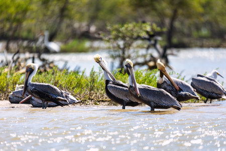 Brown pelican (Pelecanus occidentalis), bird of the pelican family, Pelecanidae, found in the Americas. Santuario de Fauna y Flora Los Flamencos. Caribbean Region. Wildlife and birdwatching in Colombiaの写真素材