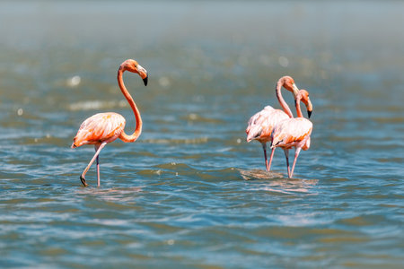 American flamingo (Phoenicopterus ruber), known as the Caribbean flamingo. Large species of flamingo. Santuario de Fauna y Flora Los Flamencos. Caribbean Region. Wildlife and birdwatching in Colombiaの写真素材