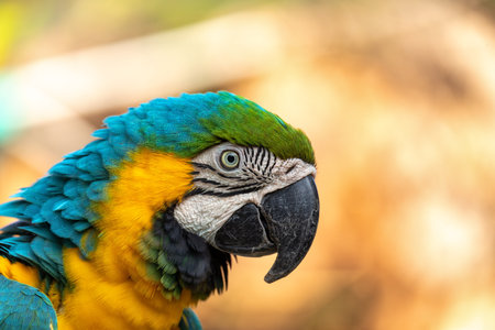 Blue-and-yellow macaw (Ara ararauna), also known as the blue-and-gold macaw, is a large Neotropical...