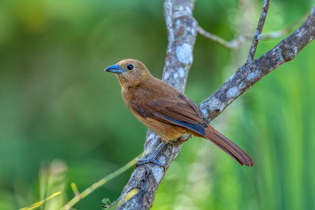 Bird White-lined tanager (Tachyphonus rufus) female, medium-sized passerine bird in the tanager family. Coin, Sierra Nevada de Santa Marta Magdalena department. Wildlife and birdwatching in Colombia.の写真素材