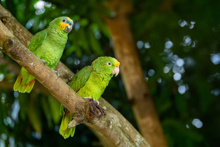 Orange-winged amazon (Amazona amazonica), and Yellow-crowned amazon or yellow-crowned parrot...