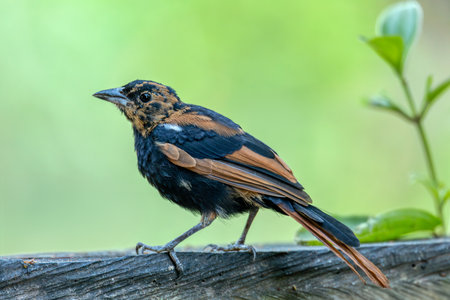 Bird White-lined tanager (Tachyphonus rufus) juvenile, medium-sized passerine bird in tanager...