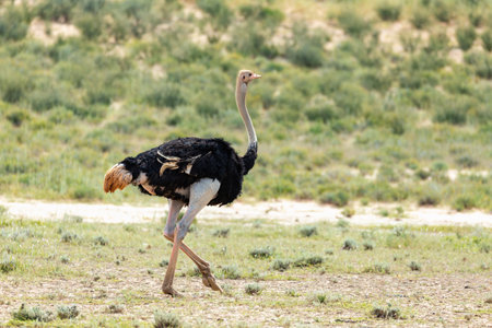 Ostrich, Struthio camelus in green Kalahari, desert after rainy season. Kalahari Transfrontier Park, South Africa wildlife safariの写真素材
