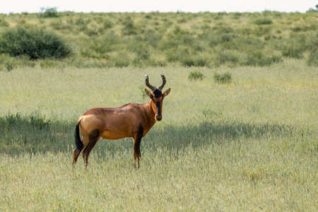 Red Hartebeest, Alcelaphus buselaphus caama, in Kalahari, green desert after rainy season. Kalahari Transfrontier Park, South Africa wildlife safariの写真素材