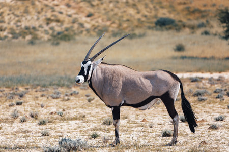 Baby of Common African antelope Gemsbok, Oryx gazella in Kalahari after rainy season with green grass. Kgalagadi Transfrontier Park, South Africa wildlife safariの写真素材