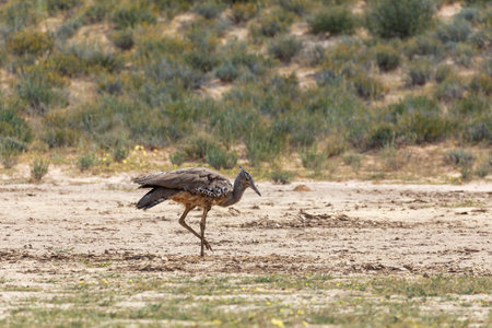Kori bustard (Ardeotis kori), the largest flying bird native to the African bush, Kalahari South Africa, Africa wildlifeの写真素材