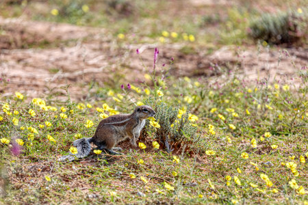 South African striped ground cape squirrel Xerus erythropus,with a raised tail in Kalahari desert, South Africa safari wildlifeの写真素材