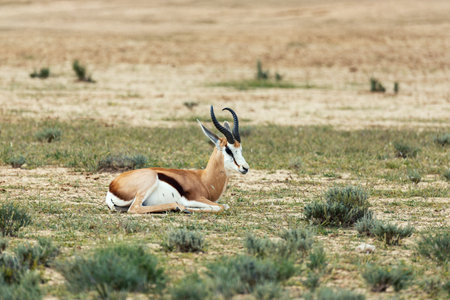 Springbok (Antidorcas marsupialis), in green Kalahari, after rain season, South Africa wildlifeの写真素材