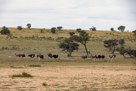 Ostrich, Struthio camelus in green Kalahari, desert after rainy season. Kalahari Transfrontier Park, South Africa wildlife safariの写真素材