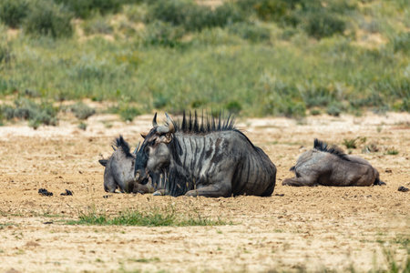 Wild animal Blue Wildebeest Gnu (Connochaetes taurinus) in Kalahari, green desert after rainy season. Kgalagadi Transfrontier Park, South Africa wildlife safariの写真素材