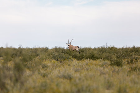 Baby of Common African antelope Gemsbok, Oryx gazella in Kalahari after rainy season with green grass. Kgalagadi Transfrontier Park, South Africa wildlife safariの写真素材