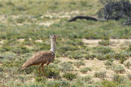 Kori bustard (Ardeotis kori), the largest flying bird native to the African bush, Kalahari South Africa, Africa wildlifeの写真素材