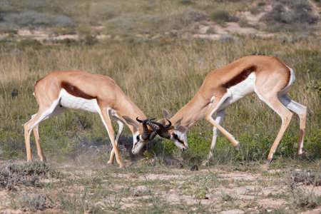 Springbok (Antidorcas marsupialis) fighting, in green Kalahari, after rain season, South Africa wildlifeの写真素材