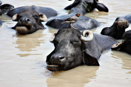 Water Buffalo in India with Birdの写真素材