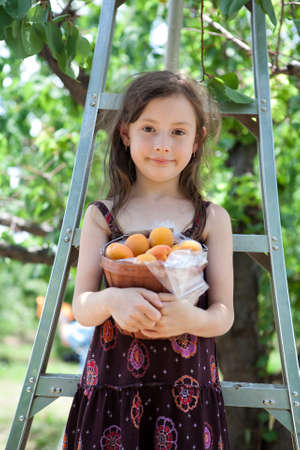 A girl holding a basket of apricotsの写真素材
