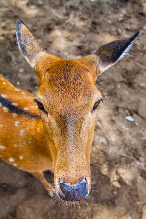 young sika deer squeaks a mealの写真素材