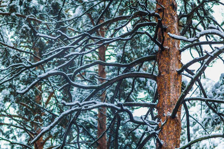 pine branches in the winter forestの写真素材