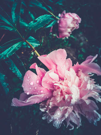 beautiful blooming peonies with dewdropsの写真素材